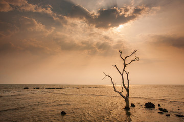 A lonely dead tree stand by the sea.