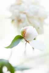 Naklejka premium White peony flower