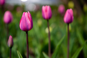 Tulips in Ottawa