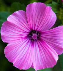 Pink lavatera (mallow) flower