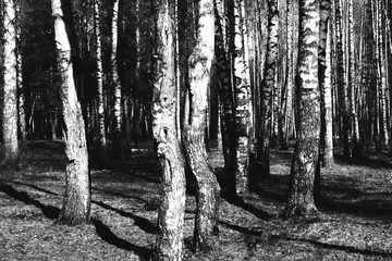 White birch forest. Birch texture. Black and white natural background.