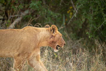 A beautiful pride of lions photographed in southern africa doing their business.