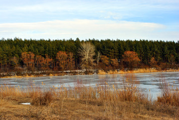 Bright yellow dry grass hill on river bank, pine forest with willows and aspen without leaves along, blue cloudy sky background