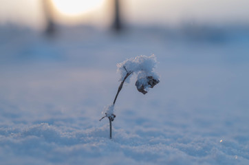 A lone plant in the snow at sunset. Close up.