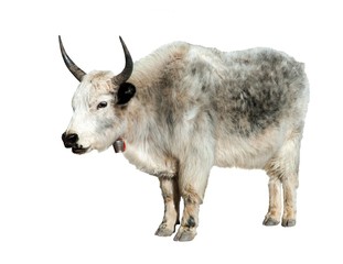 Grey yak isolated on white background