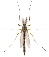 Chironomus plumosus, also known as the buzzer midge. Nonbiting midge (Chironomidae) isolated on...