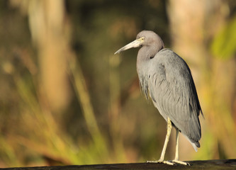 Little Blue Heron in the wetlands of south Florida