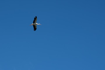 a stork flies in the blue sky