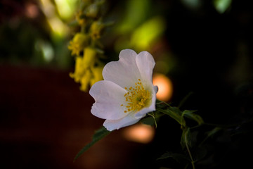 wild white rosehip flower at garden