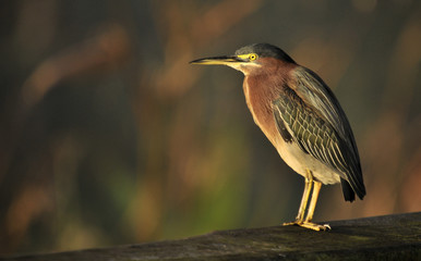 Green Heron in the Florida Wetlands