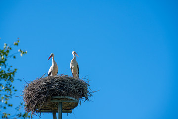 Fototapeta premium a stork couple is standing in a nest in spring