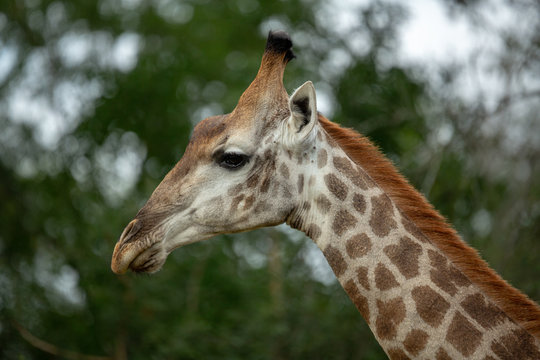 The beautiful savanna giraffe photographed in the lowveld of southern africa
