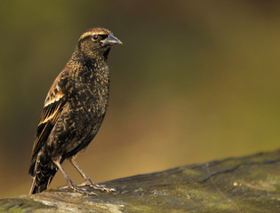 Redwing Blackbird Juvenile in the South Florida wetlands