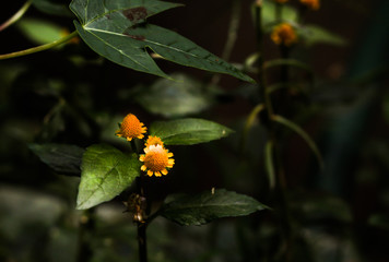 Fowers