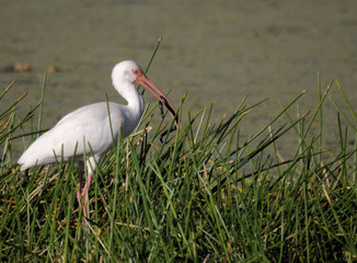 White Ibis with Snake in south Florida