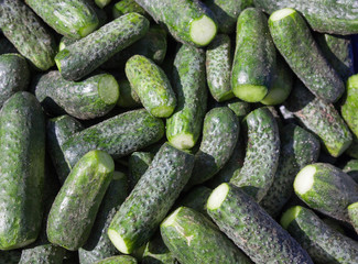 Green cucumbers