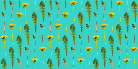 Diagonal rows of dandelion flowers and leaves on a green background