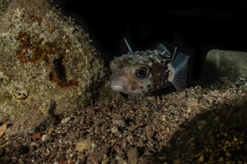 Diodon fish in the Red Sea, Eilat Israel