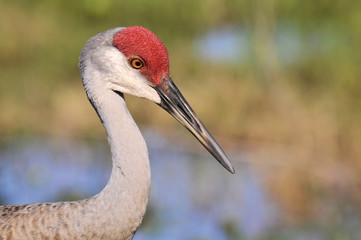 Sandhill Cranes at the Arthur R Marshall Wildlife Preserve near Boynton Beach, Florida