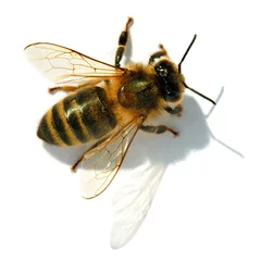 Abwaschbare Fototapete Biene Biene oder Honigbiene oder Honigbiene isoliert auf dem Weiß