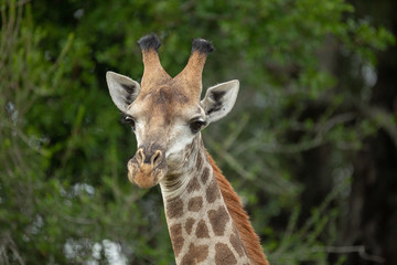 The beautiful savanna giraffe photographed in the lowveld of southern africa