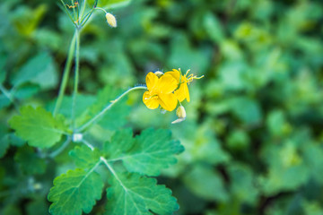 Nipplewort (Chelidonium majus) plant in close up	