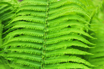 fern leaf close up texture background