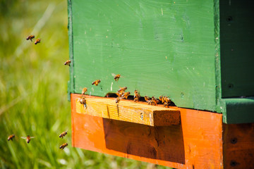 Lots of bees fly in the hive with a green meadow in the background