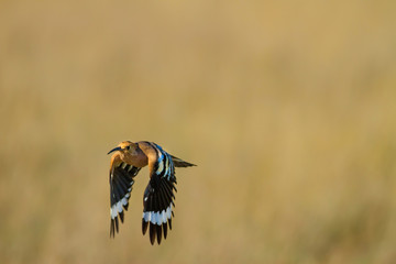 Cute colorful bird. Yellow nature background. Bird: Eurasian Hoopoe. Upupa epops. © serkanmutan