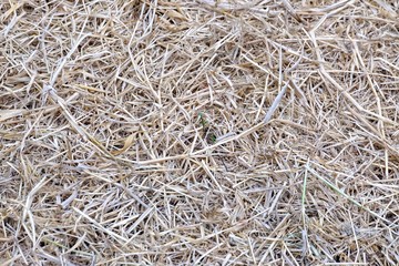 A dried grass dying in the field area for background texture 