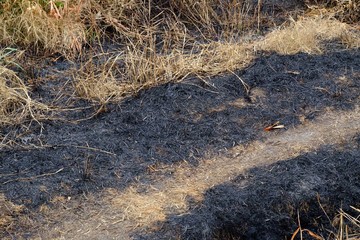 Close up burned field in the countryside and dried grass land