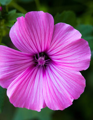Pink lavatera (mallow) flower