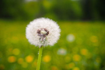 Blossomed dandelion with seeds in a meadow