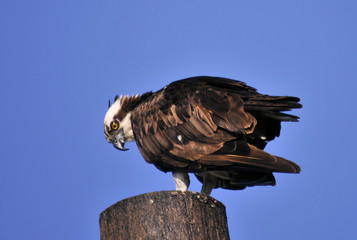 The Osprey in south Florida