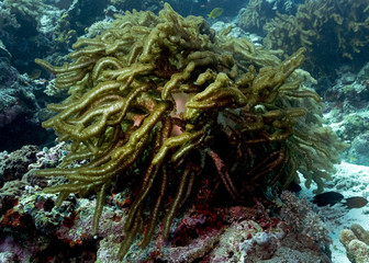 Fototapeta na wymiar Soft Coral in Tubbataha. The Tubbataha Reef Marine Park is UNESCO World Heritage Site in the middle of Sulu Sea, Philippines.