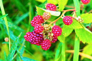 Red blackberries ripen on the branches.
