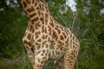 The beautiful savanna giraffe photographed in the lowveld of southern africa