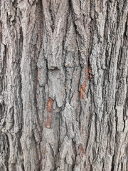 tree bark close-up 