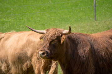 Schottische Hochland Rinder auf der grünen Weide