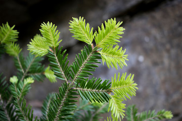 Pine tree growing