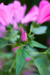 Pink lavatera (mallow) flowers and flower buds