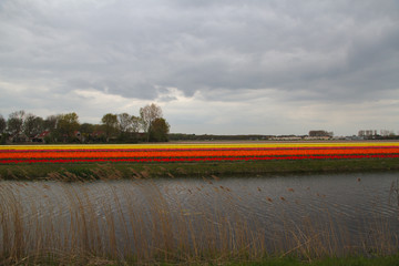 Fototapeta premium Water channels along flower fields in Holland