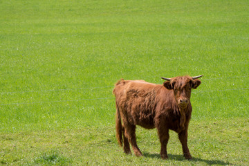 Schottische Hochland Rinder auf der grünen Weide