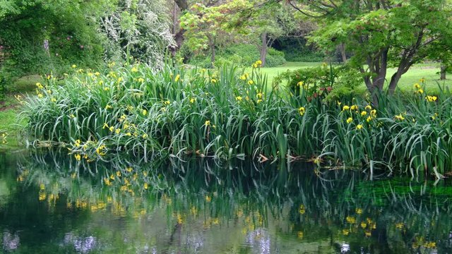 grass and flower reflections on water on river shore impressionist garden pond static background