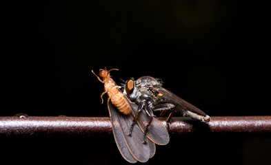 Robber Fly with prey