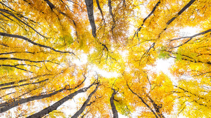 Yellow trees against the sky