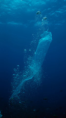 Fototapeta premium Plastic Waste in Tubbataha. The Tubbataha Reef Marine Park is UNESCO World Heritage Site in the middle of Sulu Sea, Philippines.