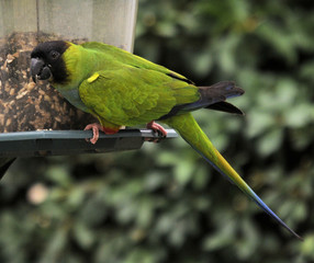 The Nanday Parrot of South Florida