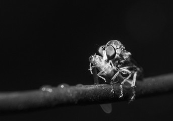 Robber Fly with prey