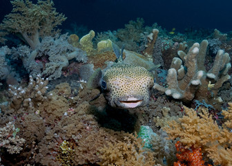 Naklejka na ściany i meble Porcupine Fish in Tubbataha. The Tubbataha Reef Marine Park is UNESCO World Heritage Site in the middle of Sulu Sea, Philippines.
